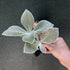 Sinningia leucotricha 'Edelweiss’ - 7cm pot